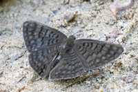 Emesis ocypore-0930 - Minca - 16/07/25