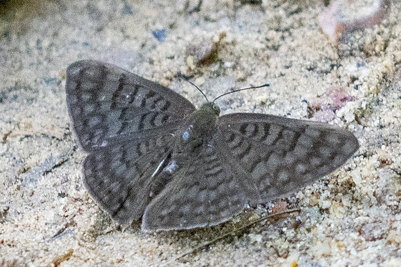 Emesis ocypore-0930 - Minca - 16/07/25