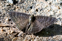 Emesis ocypore-0934 - Minca - 16/07/25