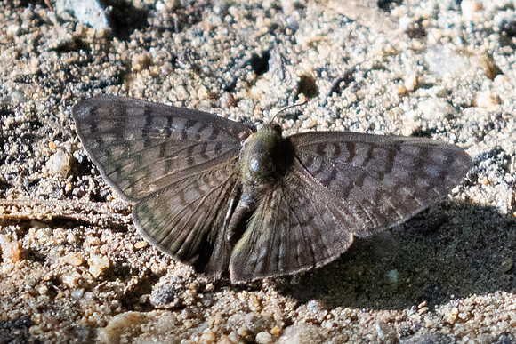 Emesis ocypore-0934 - Minca - 16/07/25