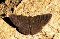 Emesis ocypore-0944- Minca - 16/07/25
