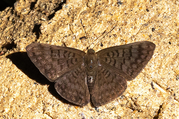 Emesis ocypore-0944- Minca - 16/07/25