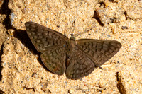 Emesis ocypore-0952- Minca - 16/07/25