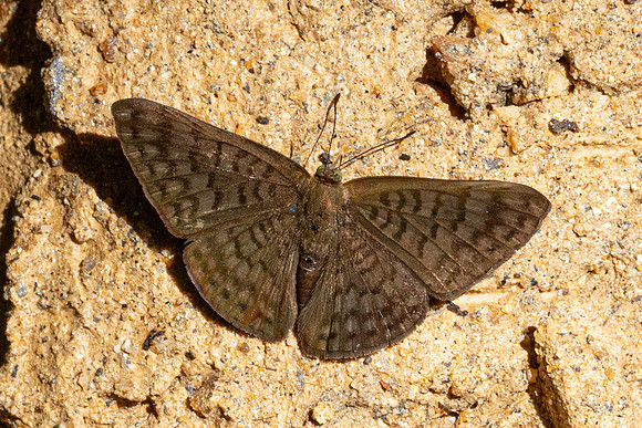 Emesis ocypore-0952- Minca - 16/07/25