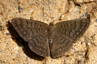 Emesis ocypore-0976- Minca - 16/07/25