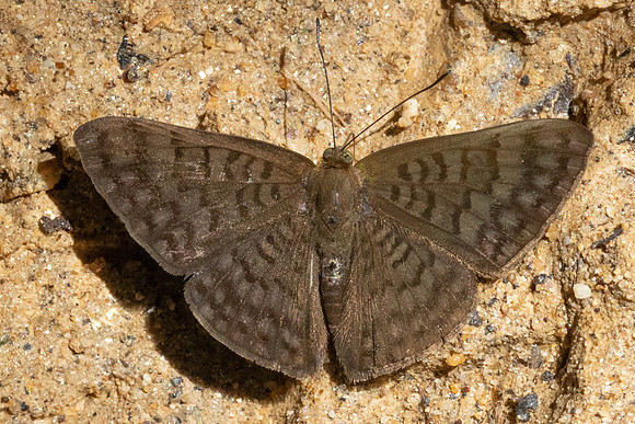 Emesis ocypore-0976- Minca - 16/07/25