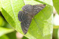 Emesis ocypore-1318- Minca - 16/07/25