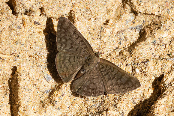 Emesis ocypore-0967- Minca - 16/07/25