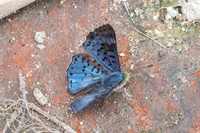Lasaia agesilas id--5111 - Minca - 19/07/25