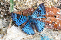 Lasaia agesilas id--5107- Minca - 19/07/25