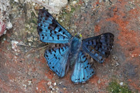 Lasaia agesilas id--5115 - Minca - 19/07/25