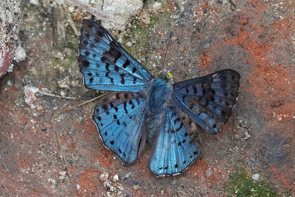 Lasaia agesilas id--5115 - Minca - 19/07/25