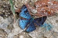 Lasaia agesilas id--5100- Minca - 19/07/25