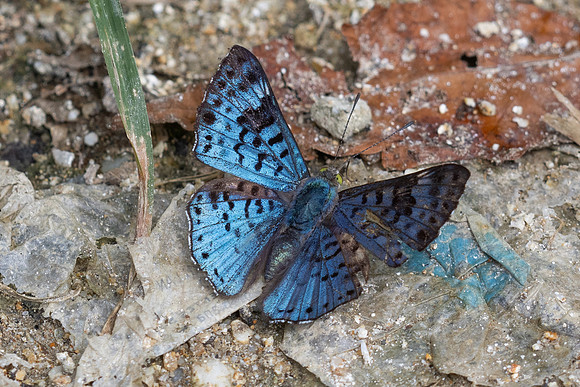 Lasaia agesilas id--5100- Minca - 19/07/25