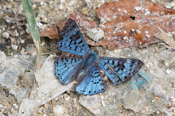 Lasaia agesilas id--5102 - Minca - 19/07/25