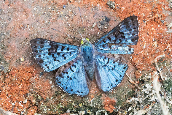 Lasaia agesilas id--5117 - Minca - 19/07/25