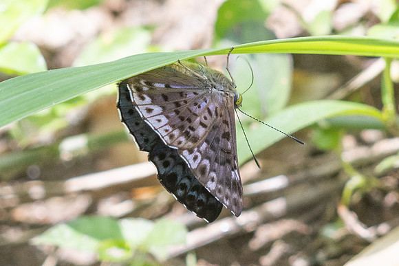 Lasaia agesilas-3980 - Minca - 18/07/25