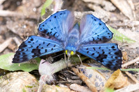 Lasaia agesilas-3976 -  Minca - 18/07/25