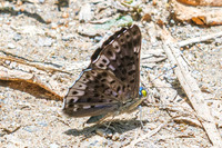 Lasaia agesilas-3990 - Minca - 18/07/25