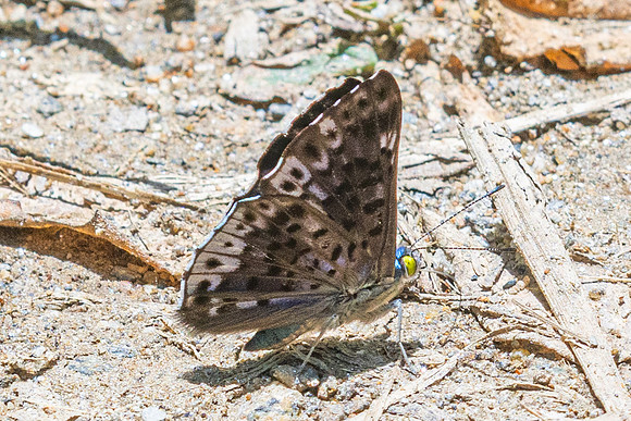 Lasaia agesilas-3990 - Minca - 18/07/25