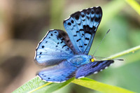 Lasaia agesilas-3968 - Minca - 18/07/25