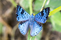 Lasaia agesilas-3963 - Minca - 18/07/25