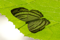 Leucochimona iphias-5304