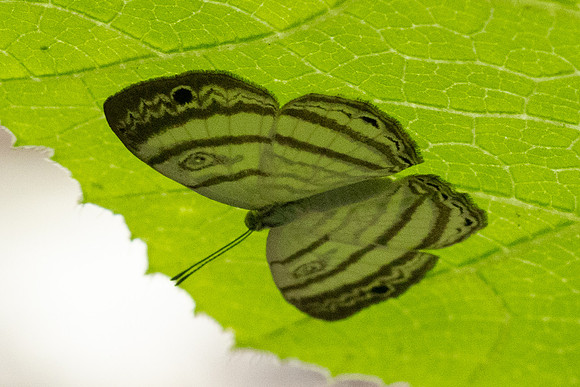 Leucochimona iphias-5304