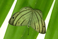 Leucochimona iphias-5928