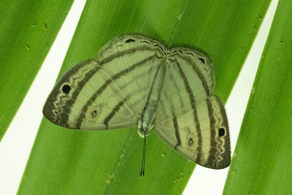 Leucochimona iphias-5928