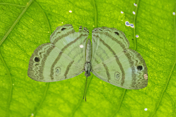 Leucochimona iphias-5583