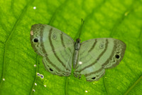Leucochimona iphias-5582