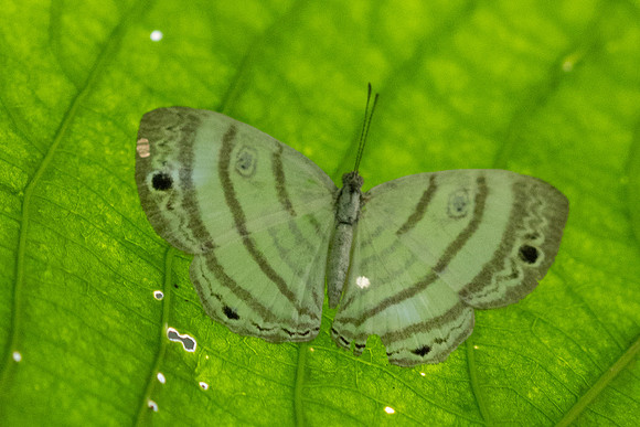 Leucochimona iphias-5582
