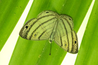 Leucochimona iphias-5924