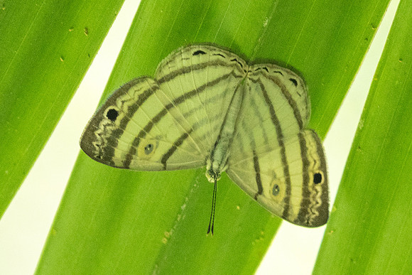 Leucochimona iphias-5924