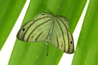 Leucochimona iphias-5932