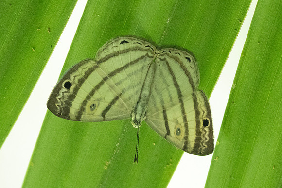 Leucochimona iphias-5932