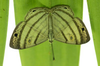 Leucochimona iphias-5946
