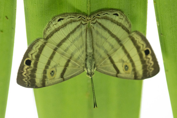 Leucochimona iphias-5946