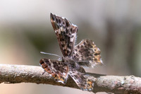 Lasaia sula id--5894- Bucaramanga - 22/07/25
