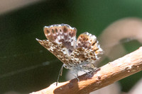 Lasaia sula id--5899- Bucaramanga - 22/07/25
