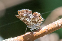 Lasaia sula id--5900- Bucaramanga - 22/07/25