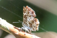 Lasaia sula id--5901- Bucaramanga - 22/07/25