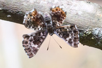 Lasaia sula
