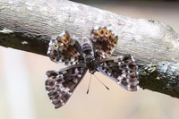 Lasaia sula id--5915- Bucaramanga - 22/07/25