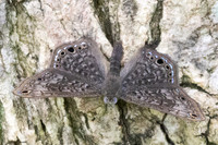 Seco ocellata -2997