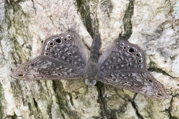 Seco ocellata -2997