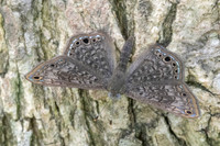 Seco ocellata -3002