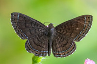Detrivora barnesi-1677 - Minca - 16/07/25