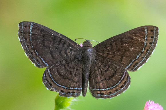 Detrivora barnesi-1677 - Minca - 16/07/25